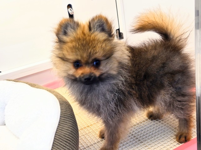 ポメラニアン