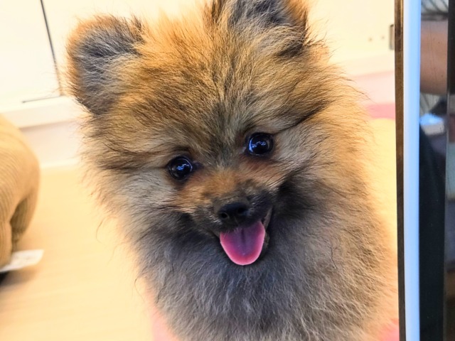 ポメラニアン