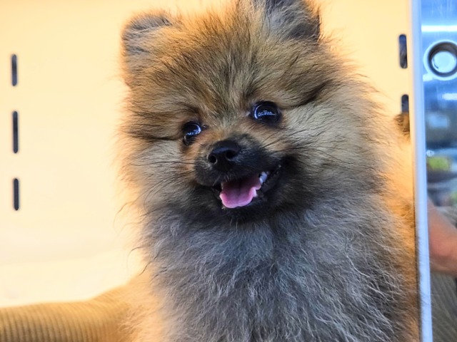 ポメラニアン
