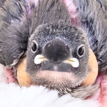 ネムくないし。。まぶたが重いだけ(？？　　桜文鳥～～