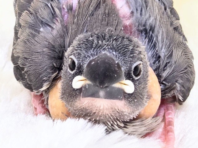 ネムくないし。。まぶたが重いだけ(？？　　桜文鳥～～