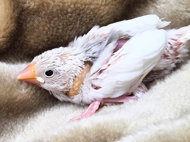 ブブんがぁ～～　文っ♨　白文鳥～～