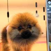 誘われたらｻｲｺﾞ♬♪その、ポメすまいるーー　ポメラニアン　男のコ～～