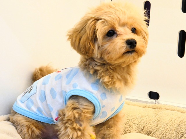 激かわ最新画像更新♡わんぱく💗僕の愛受け取る準備できてる？トイプードル×マルチーズのハーフ犬の男のコきました〜💫