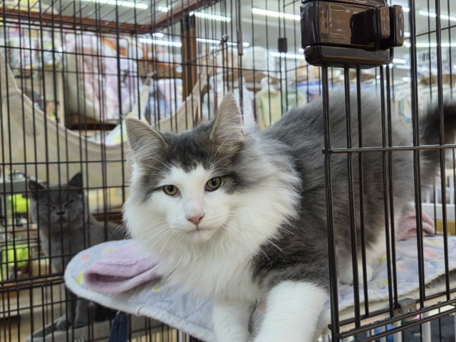 最新画像更新💓‪大型猫💫ふみふみとまらないよぉ💗ノルウェージャンの男のコきました✨