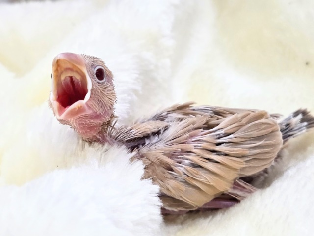 シナモン文鳥