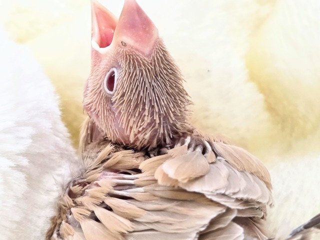 シナモン文鳥