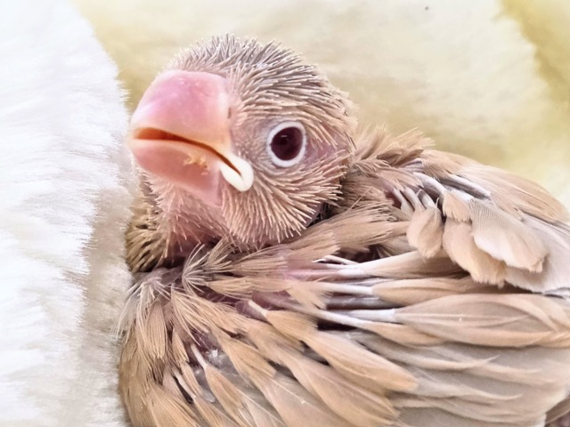 シナモン文鳥