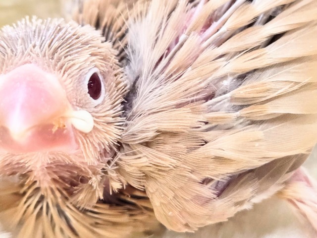 シナモン文鳥