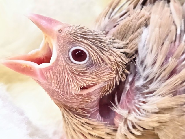 シナモン文鳥