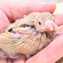 みえる♨ヌシさんがデレる姿が♩　シナモン文鳥～～　