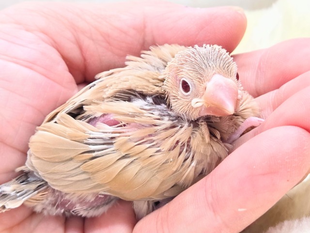 みえる♨ヌシさんがデレる姿が♩　シナモン文鳥～～　