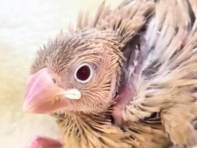 シナモン文鳥