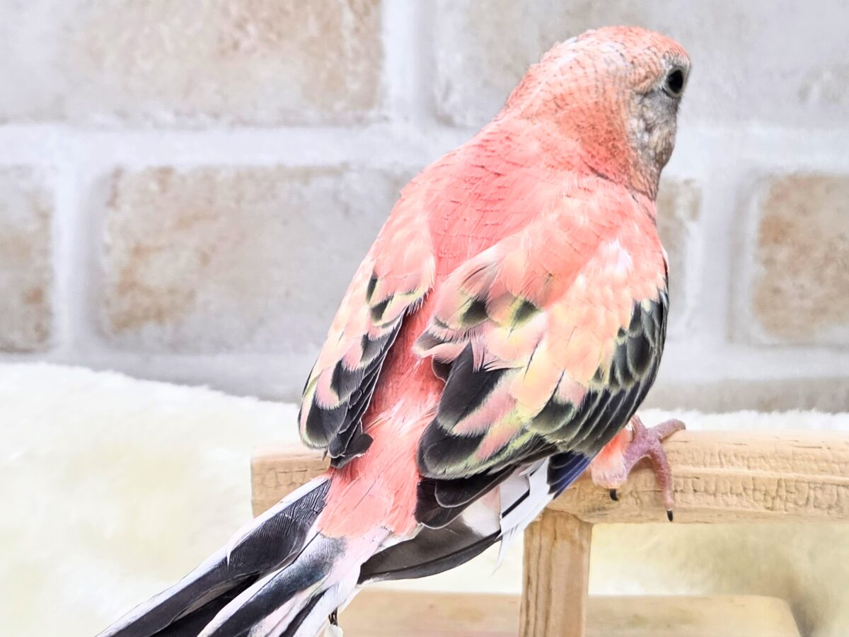 アキクサインコ（秋草インコ）
