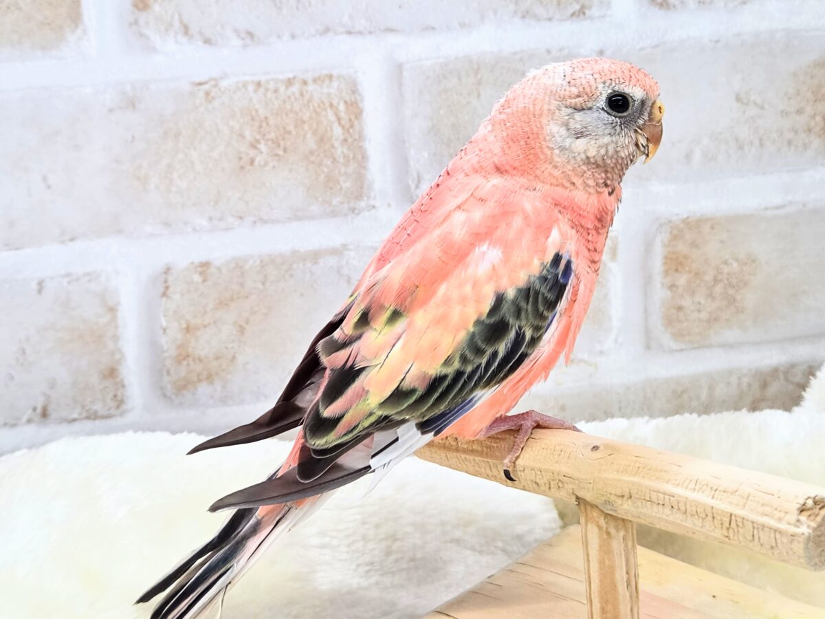 アキクサインコ（秋草インコ）