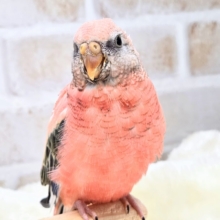 最新画像になります☆可愛いふわふわちゃん☁️💕　アキクサインコ（ローズ）