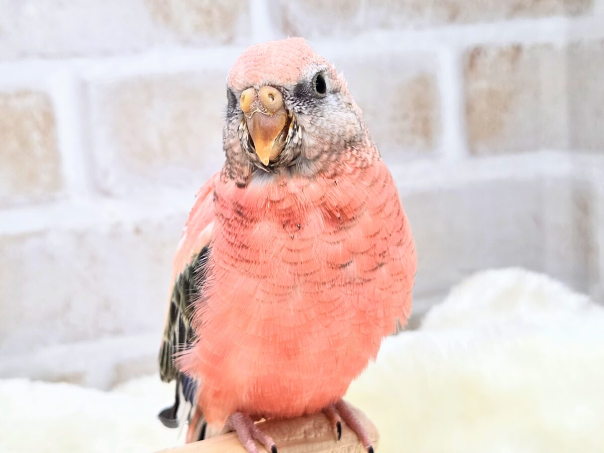 最新画像になります☆可愛いふわふわちゃん☁️💕　アキクサインコ（ローズ）