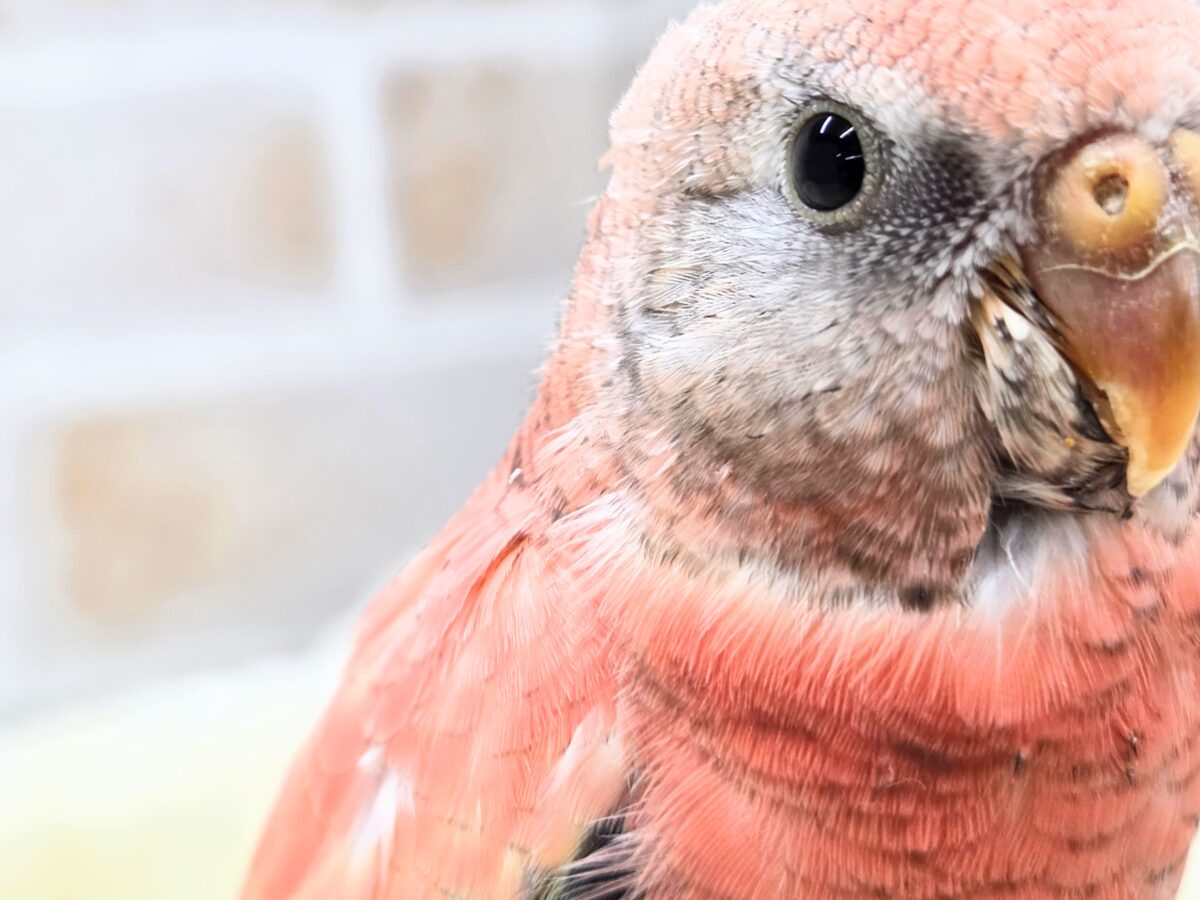 アキクサインコ（秋草インコ）