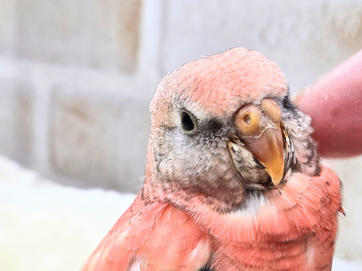 アキクサインコ（秋草インコ）