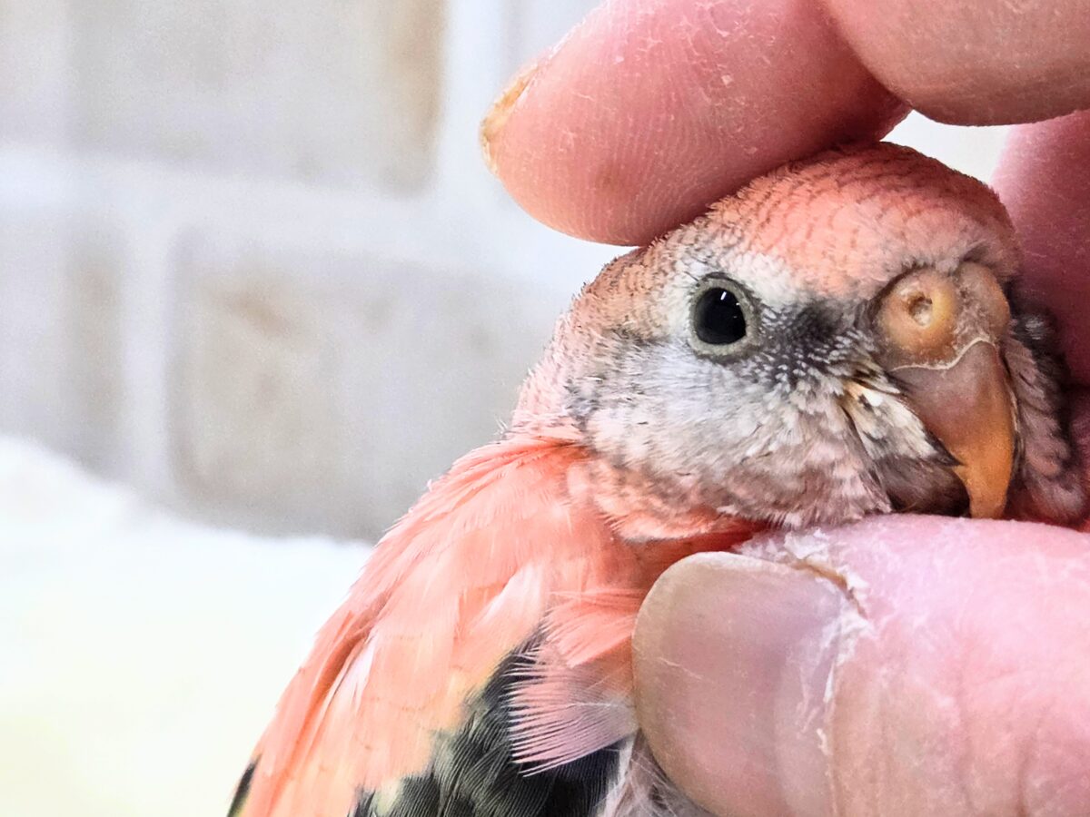 アキクサインコ（秋草インコ）