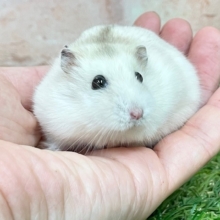 もっちりモチモチ☆　イエロープディングハムスター♬