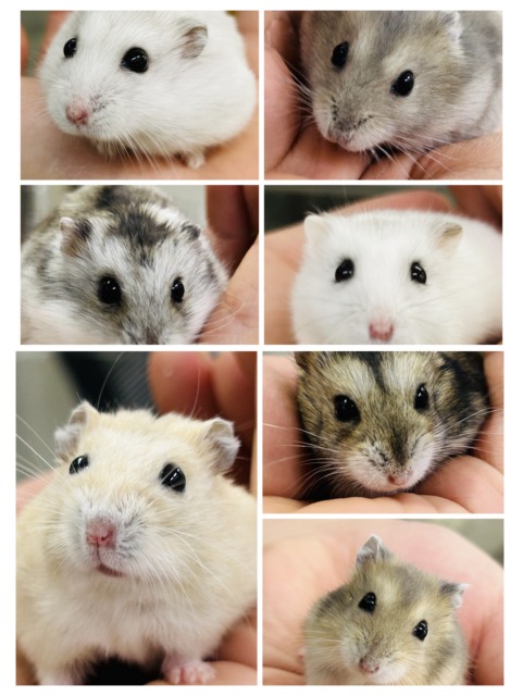 わんぱくな小さな巨人(●´ω｀●)　ドワーフハムスター