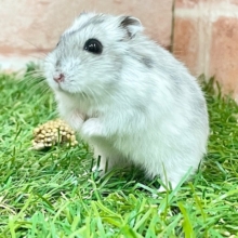 ステキな模様💖　ジャンガリアンハムスターのパイドカラー♬