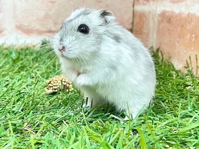 ステキな模様💖 ジャンガリアンハムスターのパイドカラー♬ ステキな模様💖 ジャンガリアンハムスターのパイドカラー♬