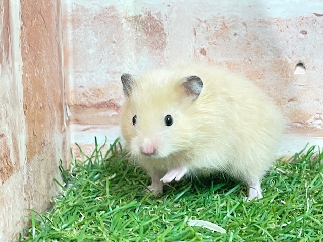 光沢のある艶やかな被毛☆ サテンハムスター♬ サテンハムスター