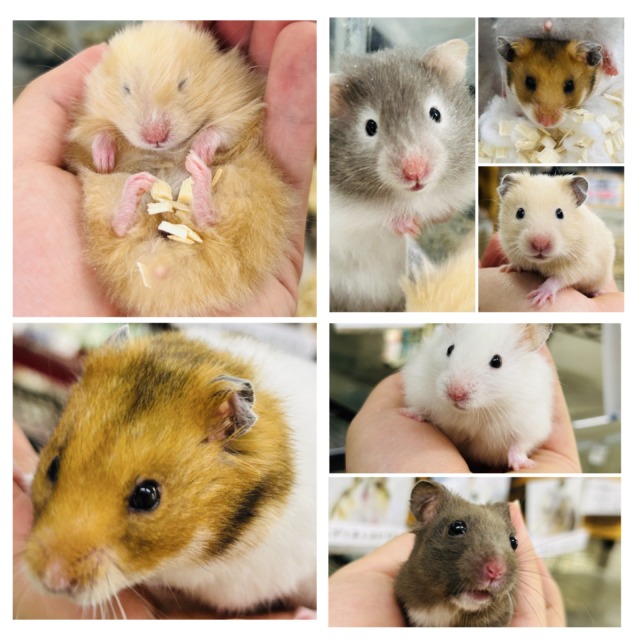 むっちムチ！　ゴールデンハムスターズ🐹　