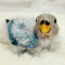 わた毛コザ界の天使ちゃん🐣🫧コザクラインコ(ブルーオパーリン) ヒナ