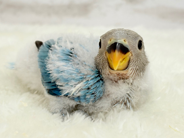 わた毛コザ界の天使ちゃん🐣🫧コザクラインコ(ブルーオパーリン) ヒナ