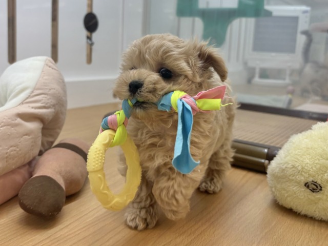 僕の明るさで世界を照らすよ✨マルプーくん! マルプー