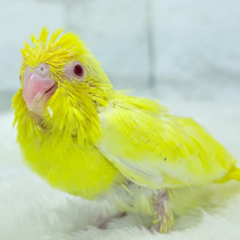 神秘的レモンちゃん🐣🍋マメルリハ(ルチノー) ヒナ