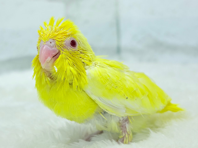 神秘的レモンちゃん🐣🍋マメルリハ(ルチノー) ヒナ