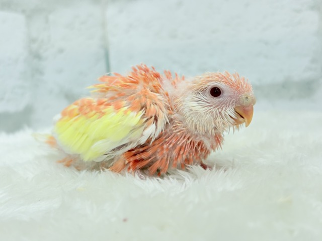 アキクサインコ（秋草インコ）
