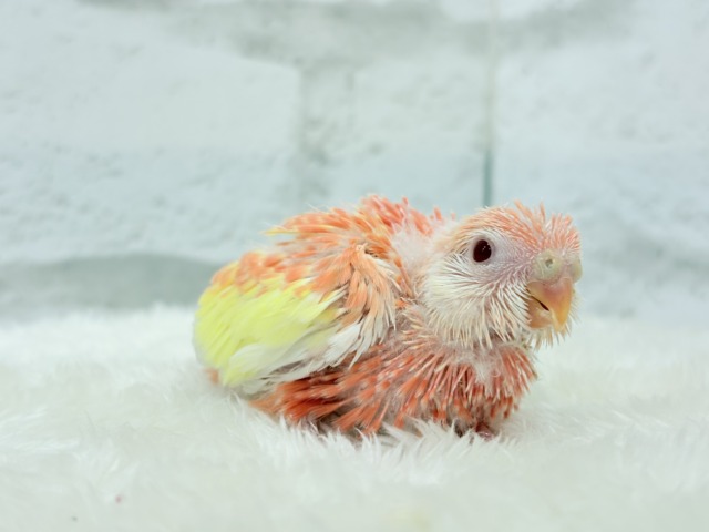 アキクサインコ（秋草インコ）