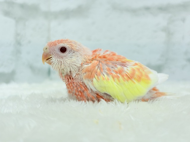 アキクサインコ（秋草インコ）
