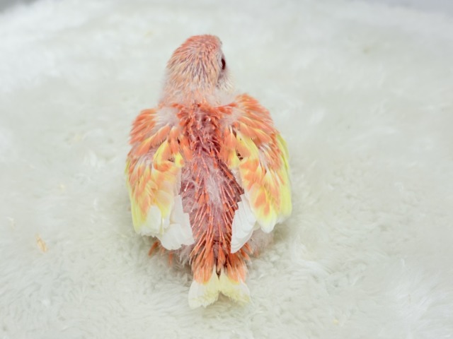 アキクサインコ（秋草インコ）