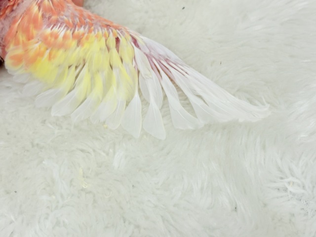 アキクサインコ（秋草インコ）