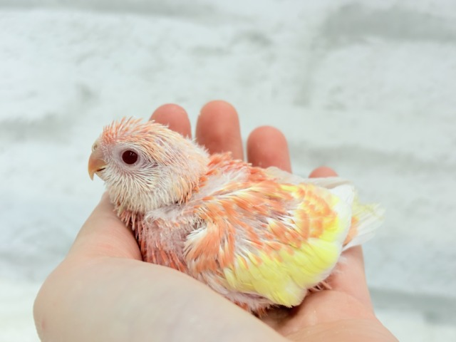 アキクサインコ（秋草インコ）