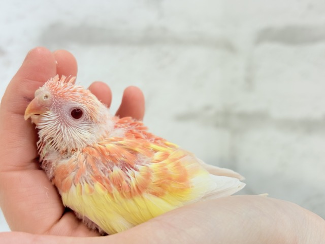 アキクサインコ（秋草インコ）