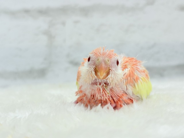 アキクサインコ（秋草インコ）
