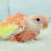 透明感たっぷり♡高嶺の存在感🌷アキクサインコ(ルビノー) ヒナ