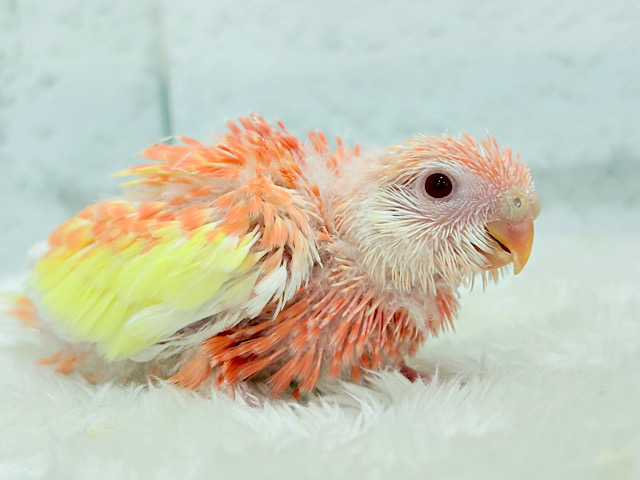 透明感たっぷり♡高嶺の存在感🌷アキクサインコ(ルビノー) ヒナ