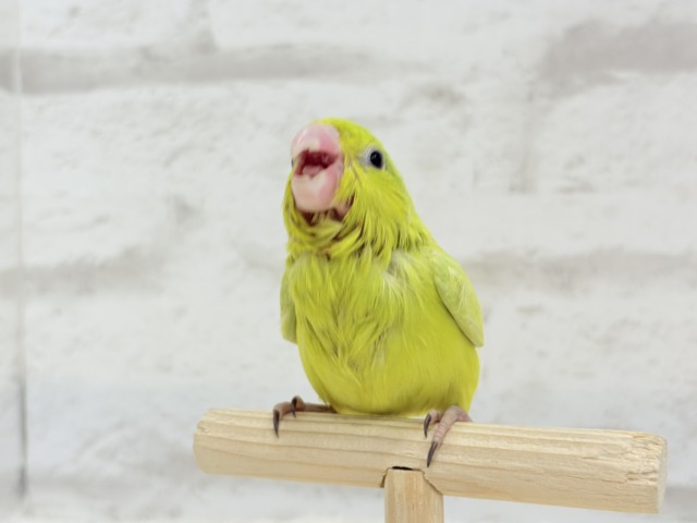 マメルリハ