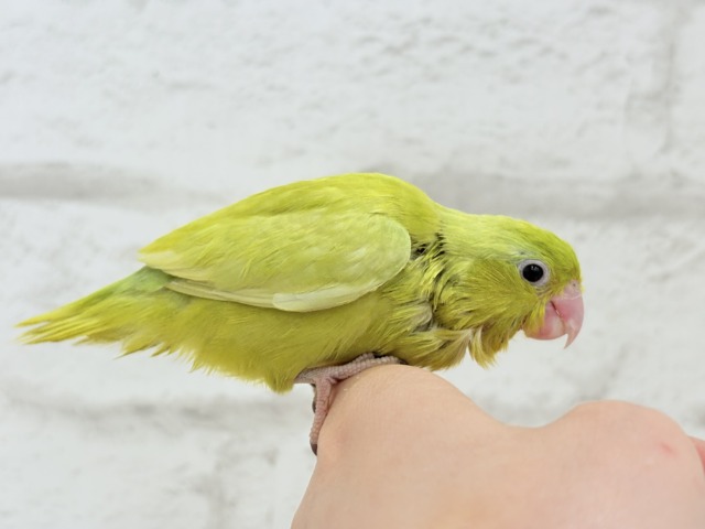 マメルリハ
