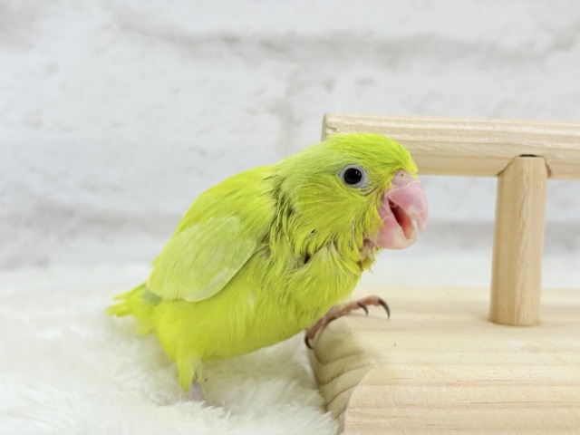 マメルリハ