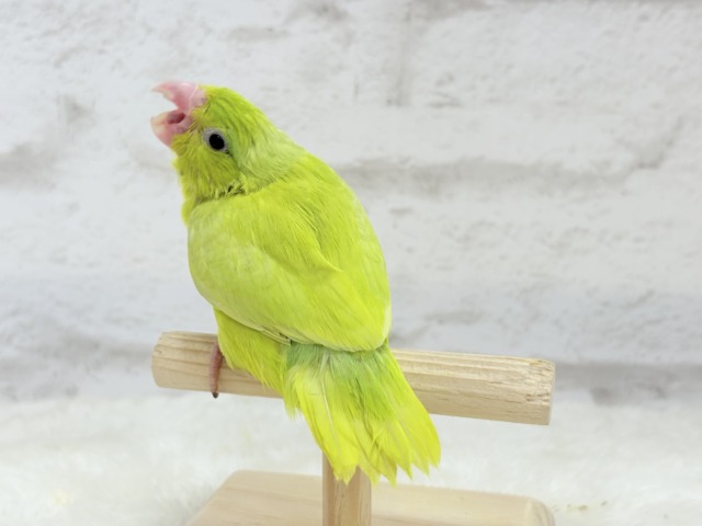 マメルリハ