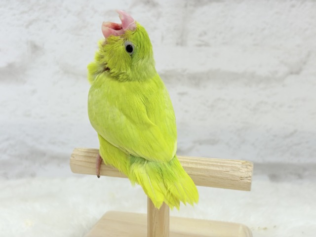 マメルリハ